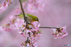 春の足音
