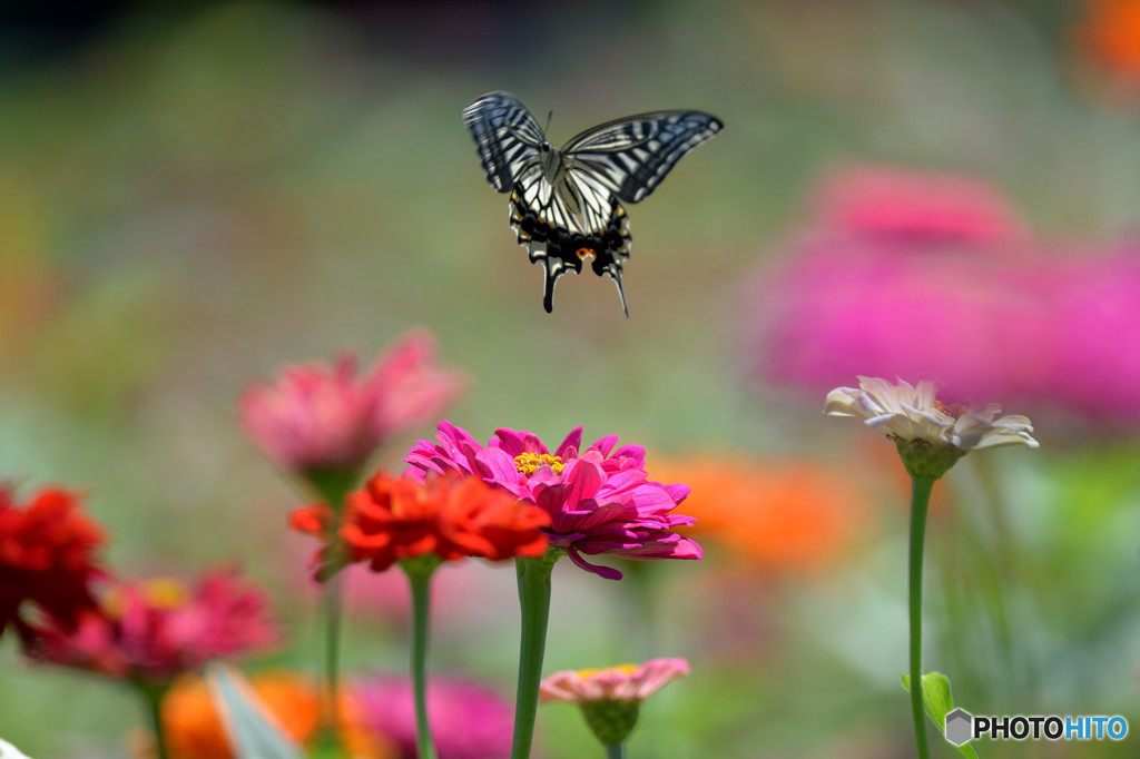 ジニア畑に舞う
