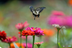 ジニア畑に舞う