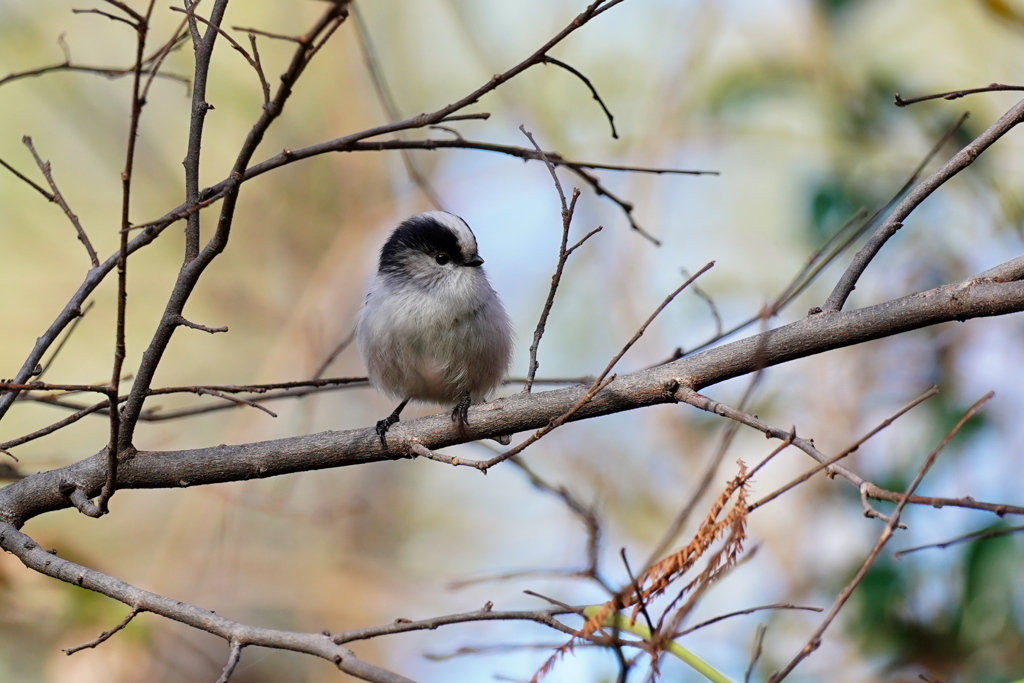 可愛いエナガさん