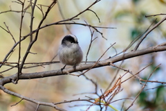 可愛いエナガさん