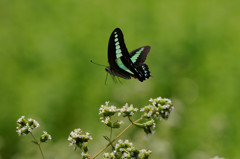 アオスジアゲハの飛翔