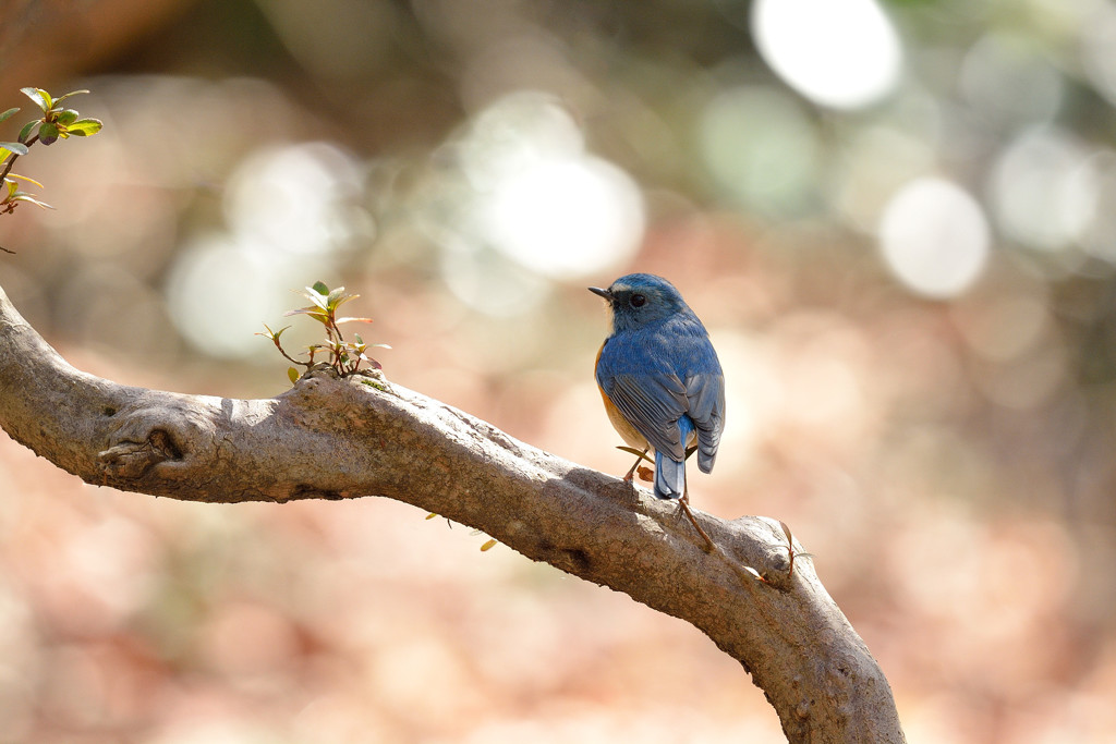 ゆるやかな時間