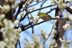 白梅にメジロ