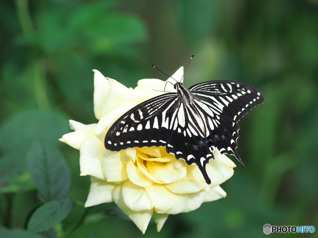 秋薔薇にて