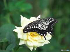 秋薔薇にて