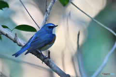 木漏れ日の中で