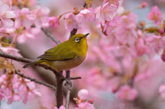 春爛漫