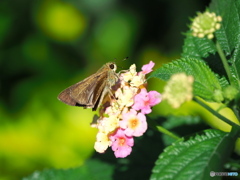 ランタナにチャバネセセリ
