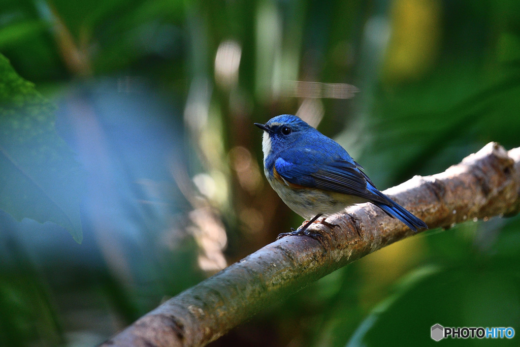 森のささやき　～ルリビタキ～