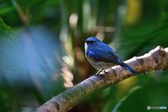 森のささやき　～ルリビタキ～