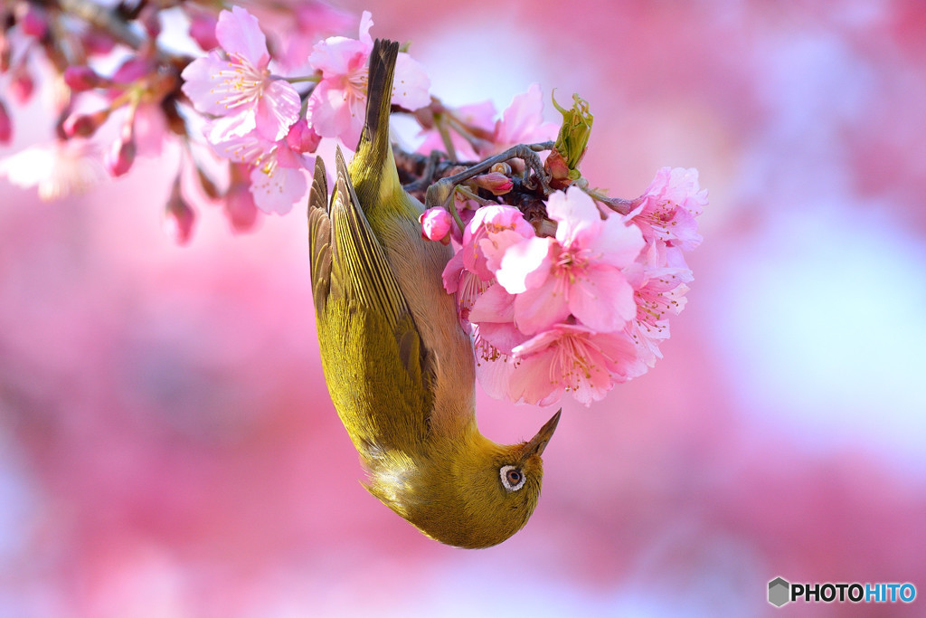 春うらら