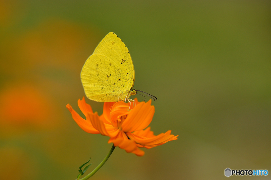 キバナコスモスにキチョウ