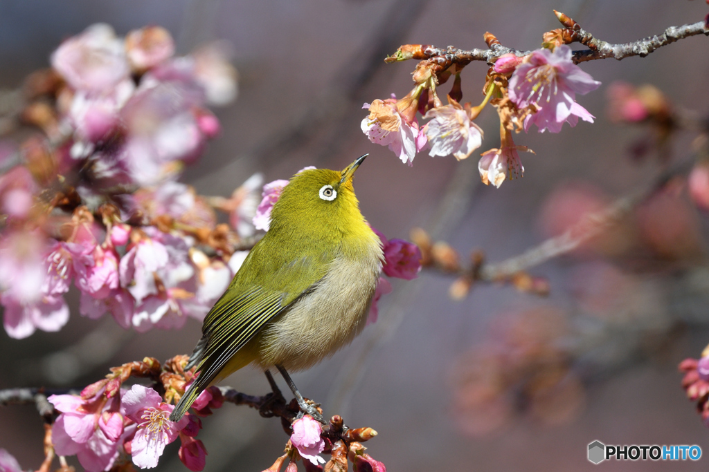 河津桜にメジロ