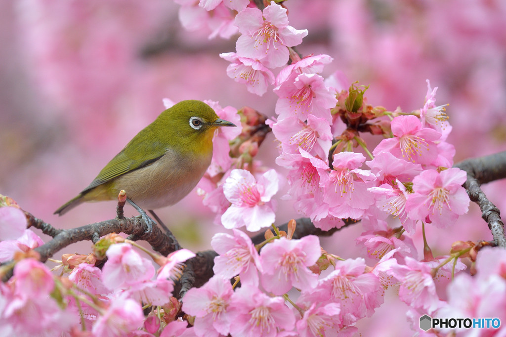 春爛漫