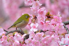 春爛漫