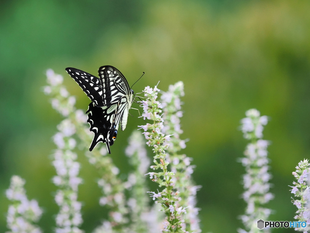 アガスターシェとアゲハチョウ