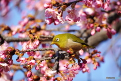 河津桜にメジロ