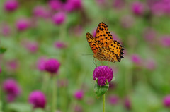 センニチコウで