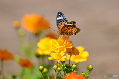 キバナコスモスにツマグロヒョウモン