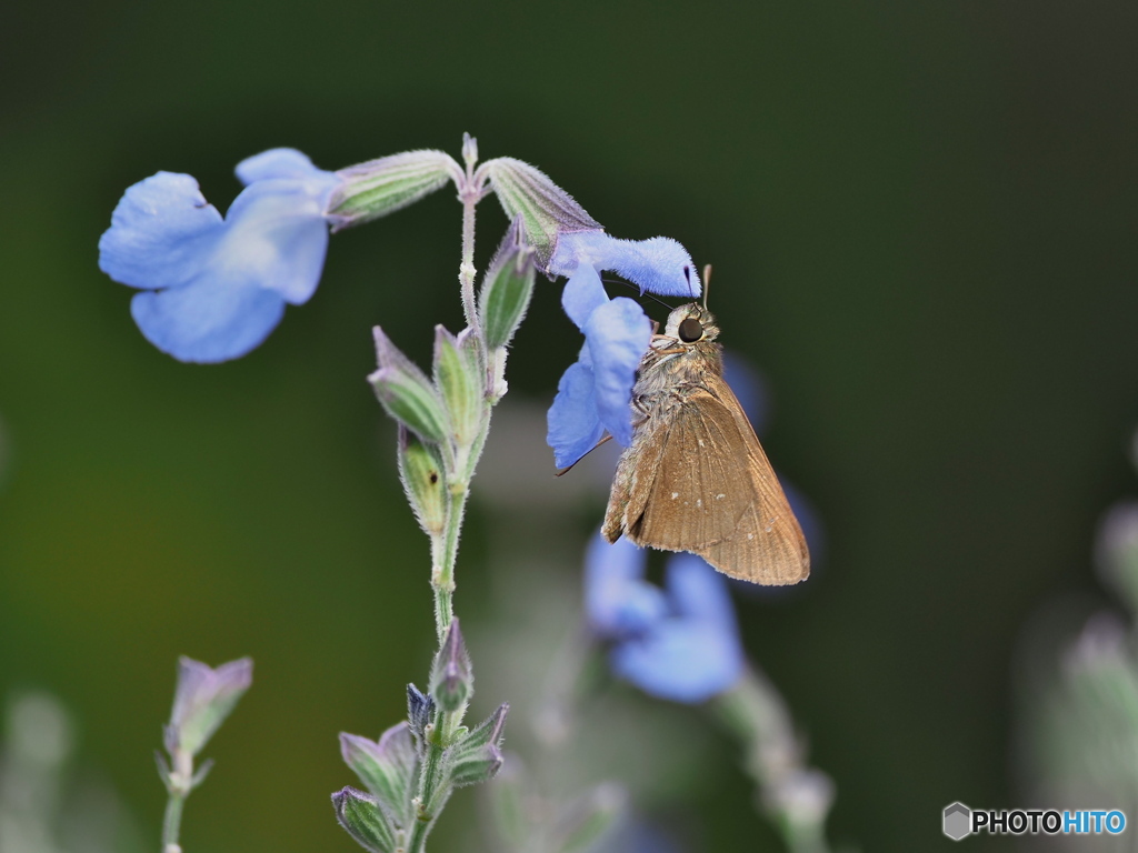 サルビアアゼリアとチャバネセセリ