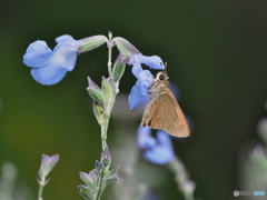 サルビアアゼリアとチャバネセセリ サルビアアゼリアとチャバネセセリ