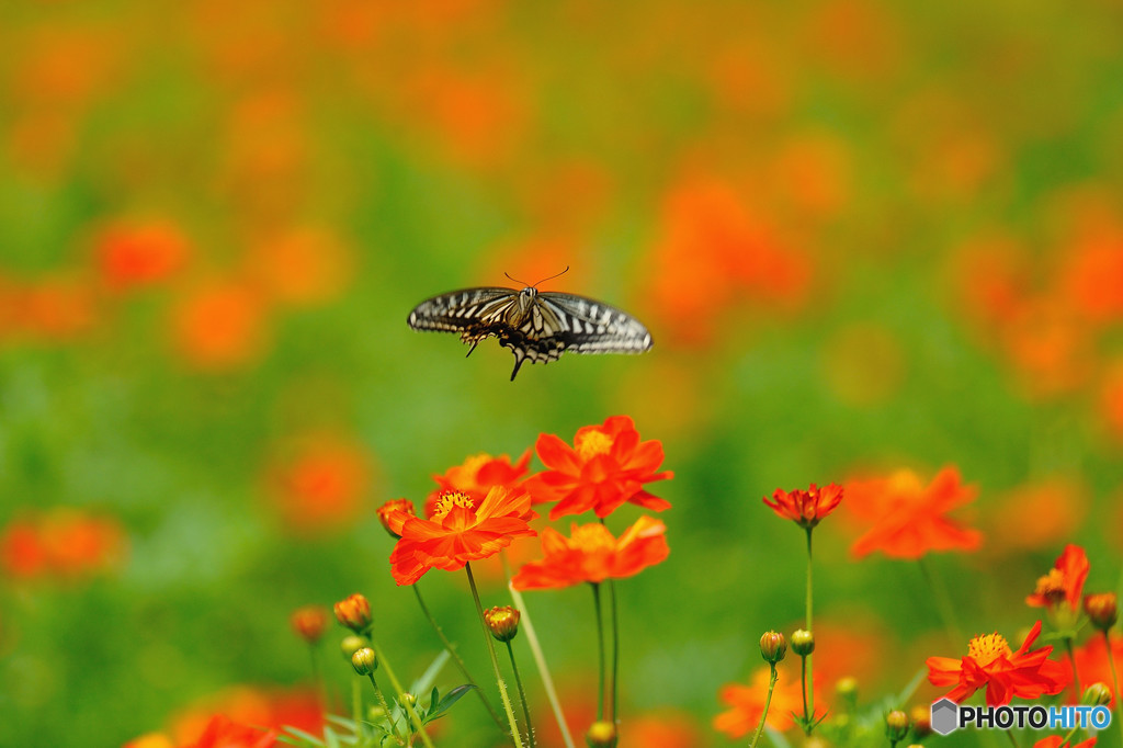 キバナコスモス畑のアゲハチョウ