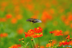 キバナコスモス畑のアゲハチョウ