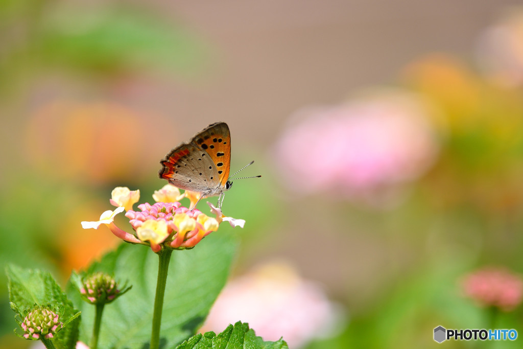 ランタナにベニシジミ