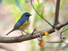 幸せの青い鳥