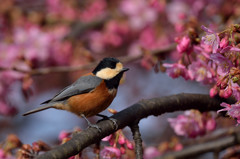 河津桜にヤマガラ