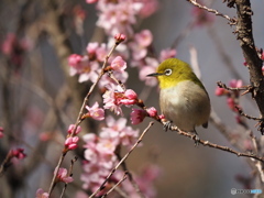 ケイオウザクラにメジロ