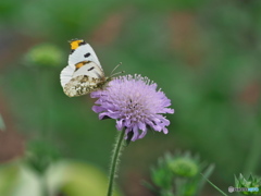 スカビオサとツマキチョウ