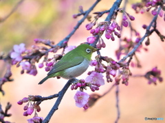 春が来た