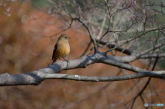 柔らかな日差しの中で