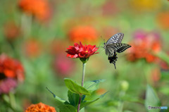 ジニア畑のアゲハチョウ