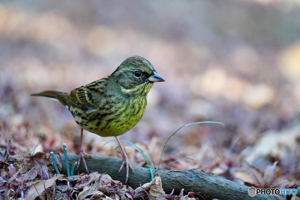 モミジの落ち葉にて