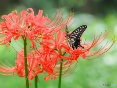 彼岸花 とアゲハチョウ