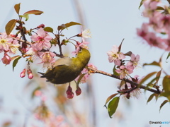 ヒマラヤザクラにメジロ