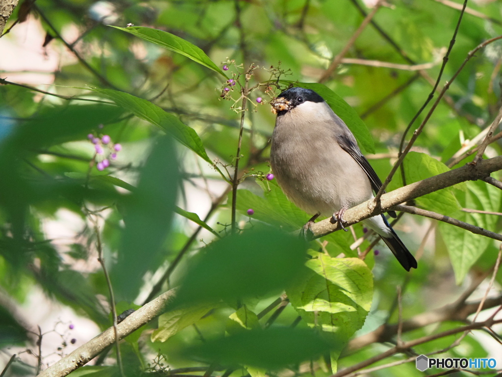 ムラサキシキブにウソ