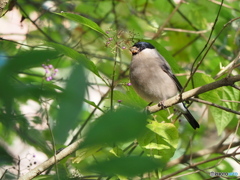 ムラサキシキブにウソ