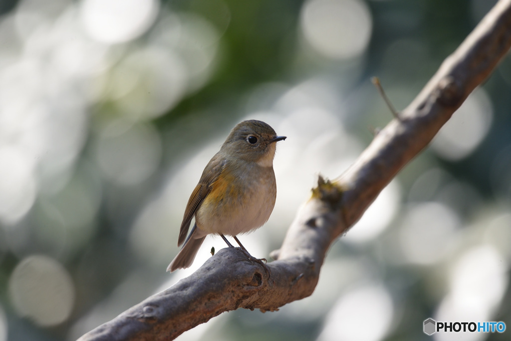 陽だまりの中で