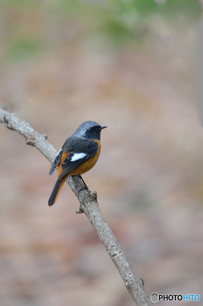 旅立ちの時　～ジョウビタキ～