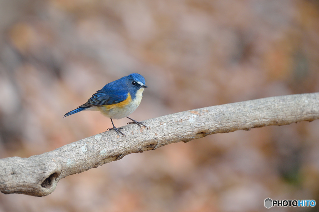 幸せ運ぶ青い鳥