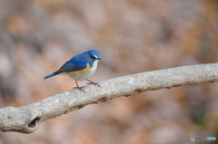 幸せ運ぶ青い鳥