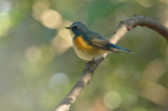 幸せを運ぶ青い鳥