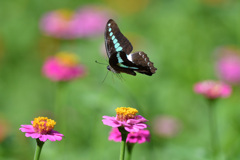 アオスジアゲハ舞う