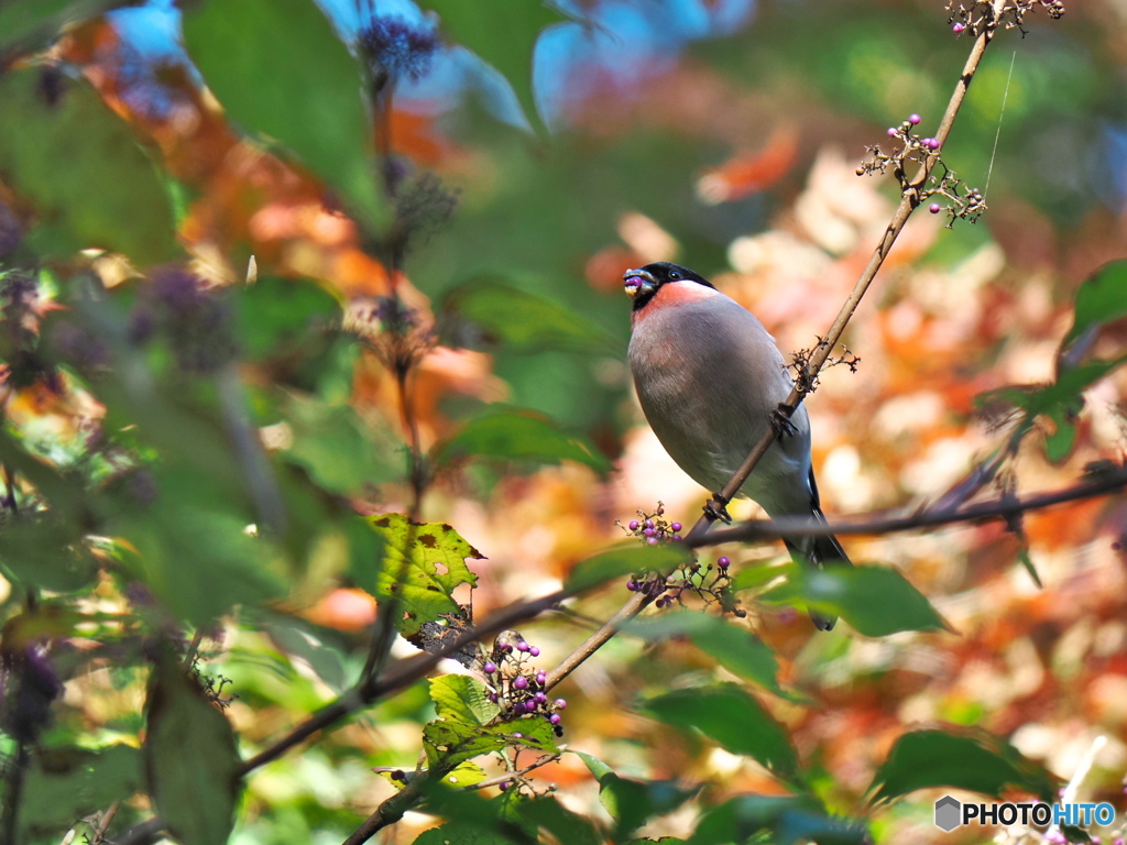 口笛を吹きながら