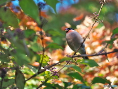 口笛を吹きながら