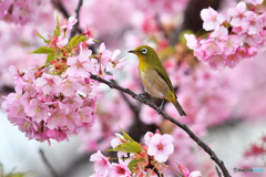 春本番